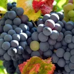 Douro Grapes